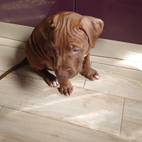 Cuccioli Pitbull terrier disponibili