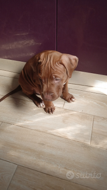 Cuccioli Pitbull terrier disponibili