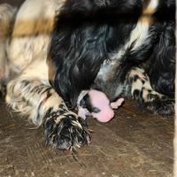 Cuccioli di setter