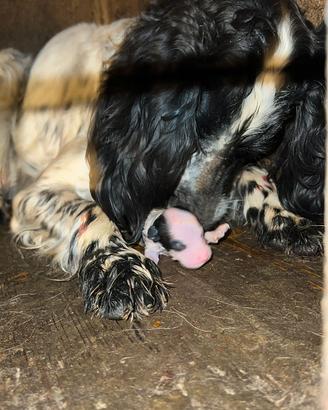 Cuccioli di setter