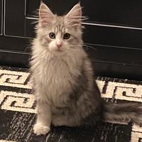 Maine Coon