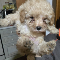 Cucciolo Barboncino nano