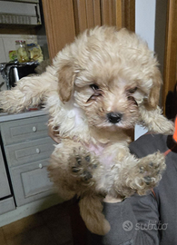 Cucciolo Barboncino nano