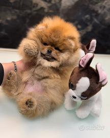 Spitz nano Pomerania