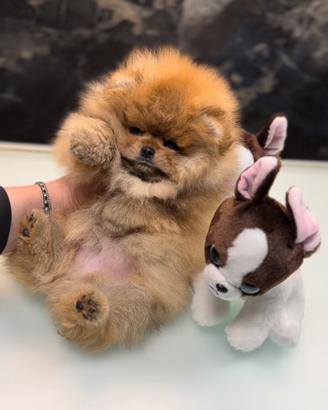 Spitz nano Pomerania