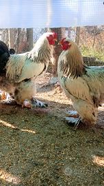 Gallo BRHAMA