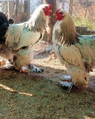 Gallo BRHAMA