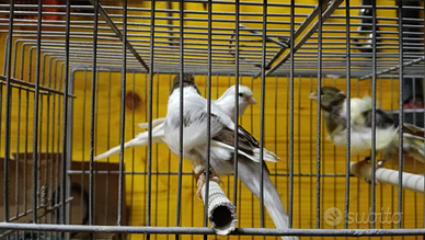 Canarini arricciato del nord