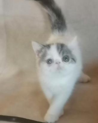 Cuccioli di razza exotic shorthai