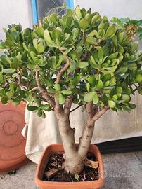 Crassula ovata (albero di giada)