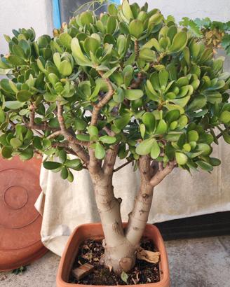 Crassula ovata (albero di giada)
