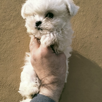 Cuccioli di Maltese