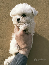 Cuccioli di Maltese