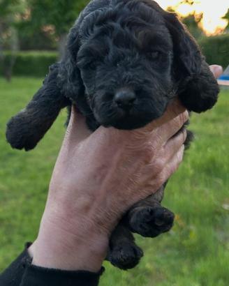 Cuccioli di barboncino toy phantom