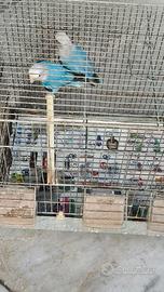 inseparabili coppiia 50 euro trattabile 