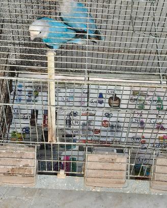 inseparabili coppiia 50 euro trattabile 
