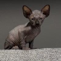 Sphynx