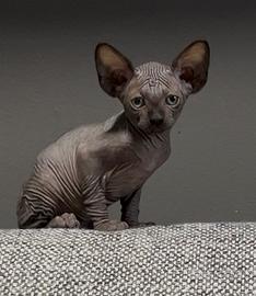 Sphynx