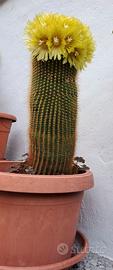 Cactus Notocactus