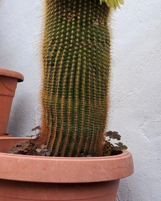 Cactus Notocactus