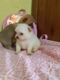 Chihuahua femmina pelo lungo