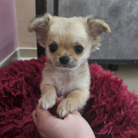 Chihuahua pelo lungo femmina con pedigree enci