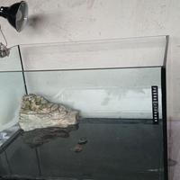 Acquario