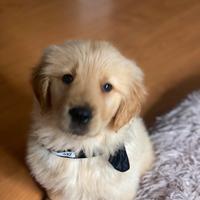 Golden retriever