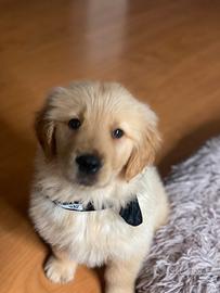 Golden retriever