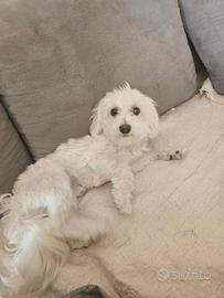 Cane Maltese per monta
