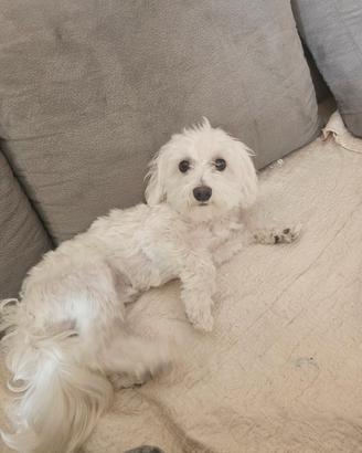 Cane Maltese per monta