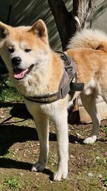 Akita