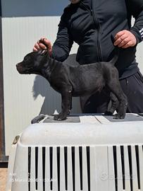 Cuccioli di cane corso disponibili