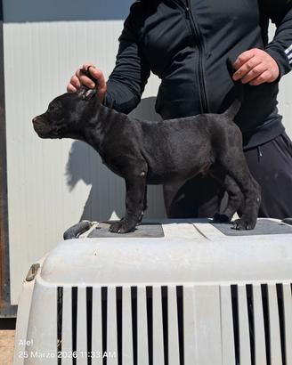Cuccioli di cane corso disponibili