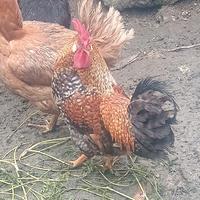 Galli giovani