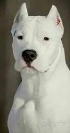 Dogo femmina per monta