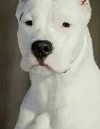Dogo femmina per monta