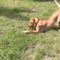 Cane PIT BULL