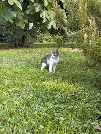 Gattini