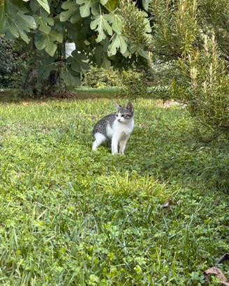 Gattini