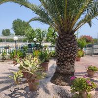 Ippocampo villetta (giugno, settembre)