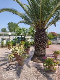 Ippocampo villetta (giugno, settembre)