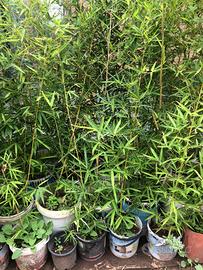 Piante di Bambù in vaso