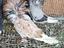 Immagine 4