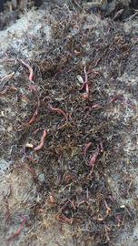 Lombrico Lombrichi Rosso Californiano