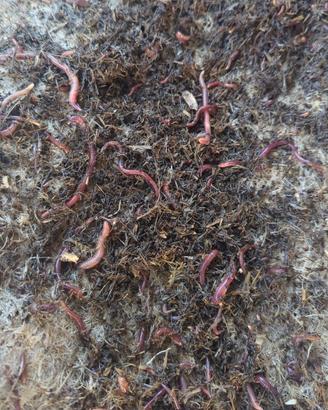 Lombrico Lombrichi Rosso Californiano