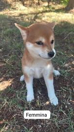Shiba inu