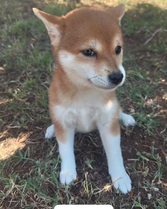 Shiba inu