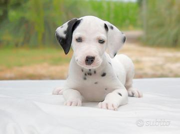 Dalmata femmina bianco e nero