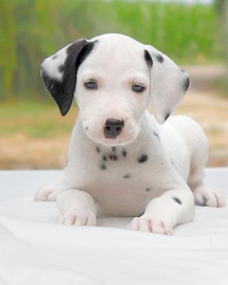 Dalmata femmina bianco e nero